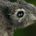 Spy in the Wild06