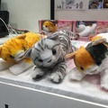 ギフトショーの「ロボットワールドEXPO」に行ってきました！ その2