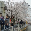 【フォトレポート】RoBoHoNと一緒にお花見に行ってきました