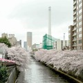 【フォトレポート】RoBoHoNと一緒にお花見に行ってきました