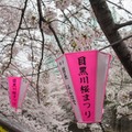 【フォトレポート】RoBoHoNと一緒にお花見に行ってきました