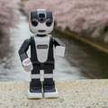【フォトレポート】RoBoHoNと一緒にお花見に行ってきました