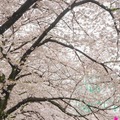 【フォトレポート】RoBoHoNと一緒にお花見に行ってきました