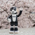 【フォトレポート】RoBoHoNと一緒にお花見に行ってきました