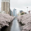 【フォトレポート】RoBoHoNと一緒にお花見に行ってきました