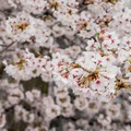 【フォトレポート】RoBoHoNと一緒にお花見に行ってきました
