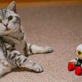 【レビュー】トヨタのロボット「KIROBO mini(キロボミニ)」とネコを遊ばせてみた！