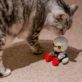 【レビュー】トヨタのロボット「KIROBO mini(キロボミニ)」とネコを遊ばせてみた！