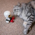 【レビュー】トヨタのロボット「KIROBO mini(キロボミニ)」とネコを遊ばせてみた！