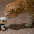 【レビュー】トヨタのロボット「KIROBO mini(キロボミニ)」とネコを遊ばせてみた！