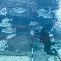 須磨水族園で体験型VRコンテンツや全天球映像のイベントを開催!ソフトバンクが企画と技術提供