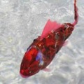 須磨水族園で体験型VRコンテンツや全天球映像のイベントを開催!ソフトバンクが企画と技術提供