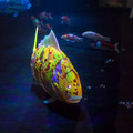須磨水族園の体験型VR / 全天球360映像 / フィッシュロボットの事前体験会レポート！360水中体験映像は全編YouTubeで公開
