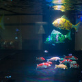 須磨水族園の体験型VR / 全天球360映像 / フィッシュロボットの事前体験会レポート！360水中体験映像は全編YouTubeで公開