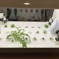IoTでスマート菜園！ 「foop」で野菜育ててみた vol.2