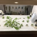 IoTでスマート菜園！ 「foop」で野菜育ててみた vol.2