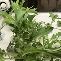 IoTでスマート菜園！ 「foop」で野菜育ててみた vol.2