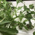 IoTでスマート菜園！ 「foop」で野菜育ててみた vol.2
