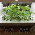 IoTでスマート菜園！ 「foop」で野菜育ててみた vol.2