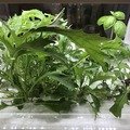 IoTでスマート菜園！ 「foop」で野菜育ててみた vol.2