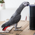 人間以外が「Amazon Alexa」を操作する事案が発生中！スマートスピーカーやロボットにはやっぱり声認証が必須か