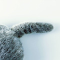 <p><a href=