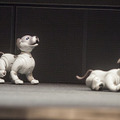 【フォトレポート】ソニーの新型「aibo(アイボ)」の写真をたっぷり見せます!