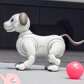 【フォトレポート】ソニーの新型「aibo(アイボ)」の写真をたっぷり見せます!