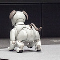 【フォトレポート】ソニーの新型「aibo(アイボ)」の写真をたっぷり見せます!