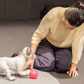 【フォトレポート】ソニーの新型「aibo(アイボ)」の写真をたっぷり見せます!