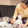 【フォトレポート】ソニーの新型「aibo(アイボ)」の写真をたっぷり見せます!