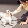 【フォトレポート】ソニーの新型「aibo(アイボ)」の写真をたっぷり見せます!