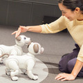 【フォトレポート】ソニーの新型「aibo(アイボ)」の写真をたっぷり見せます!