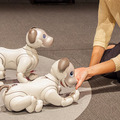 【フォトレポート】ソニーの新型「aibo(アイボ)」の写真をたっぷり見せます!