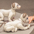 【フォトレポート】ソニーの新型「aibo(アイボ)」の写真をたっぷり見せます!