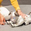 【フォトレポート】ソニーの新型「aibo(アイボ)」の写真をたっぷり見せます!