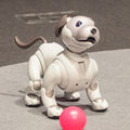 【フォトレポート】ソニーの新型「aibo(アイボ)」の写真をたっぷり見せます!