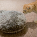 【写真レポート】しっぽ型ロボット「Qoobo（クーボ）」と、本物のネコたち