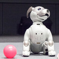 ソニーの「aibo（アイボ）」は明日1月11日発売！ aiboのスペックや価格、最新情報を改めてご紹介
