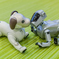 【超速報】話題の犬型ロボット「aibo」開封の儀!
