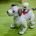 【レビュー】SONYの犬型ロボット「aibo(アイボ)」と散歩行ってきた!