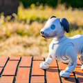 【レビュー】SONYの犬型ロボット「aibo(アイボ)」と散歩行ってきた!