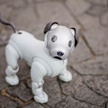 【レビュー】SONYの犬型ロボット「aibo(アイボ)」と散歩行ってきた!
