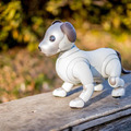【レビュー】SONYの犬型ロボット「aibo(アイボ)」と散歩行ってきた!
