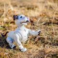 【レビュー】SONYの犬型ロボット「aibo（アイボ）」と散歩行ってきた！