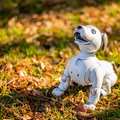 【レビュー】SONYの犬型ロボット「aibo（アイボ）」と散歩行ってきた！