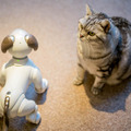 【レビュー】SONYの犬型ロボット「aibo（アイボ）」とネコを遊ばせてみた！
