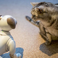【レビュー】SONYの犬型ロボット「aibo（アイボ）」とネコを遊ばせてみた！