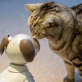 【レビュー】SONYの犬型ロボット「aibo（アイボ）」とネコを遊ばせてみた！