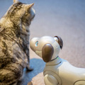 【レビュー】SONYの犬型ロボット「aibo（アイボ）」とネコを遊ばせてみた！